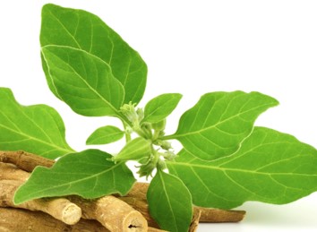 Ashwagandha Essential Oil: Know its Health Benefits