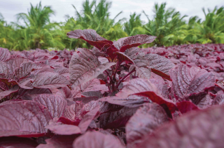 The Power of Red Spinach: Health Benefits and Nutritional Value