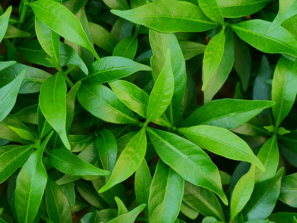 Unknown Benefits of Green Tea Extracts