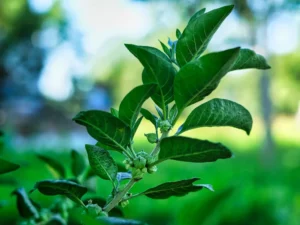 Unlocking the Power of Ashwagandha: Cognitive and Eye Health Benefits